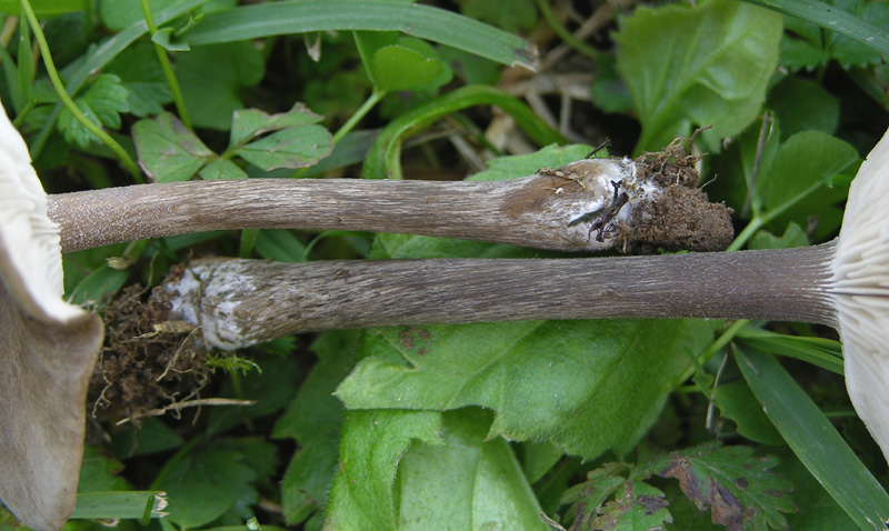 Melanoleuca leucophylloides...?